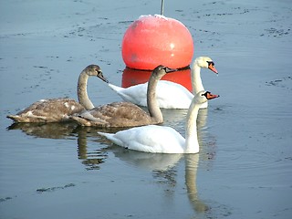 Image showing Swans