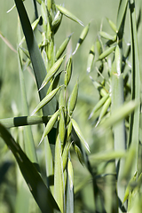 Image showing green plants oats