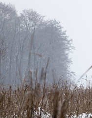 Image showing Winter time of the year