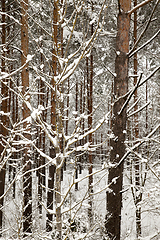 Image showing Snow drifts in winter