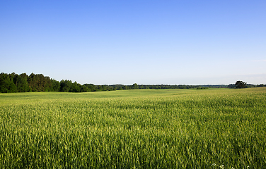 Image showing summer landscape