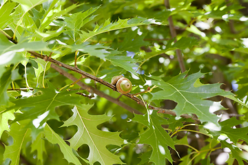 Image showing green oak foliage