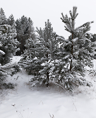 Image showing Winter pine forest