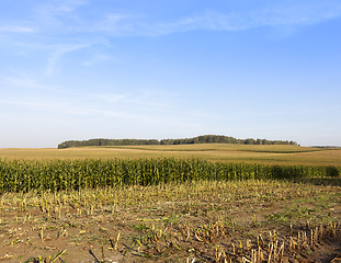 Image showing green corn
