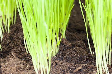 Image showing rows of new young wheat