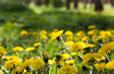 Image showing yellow dandelions