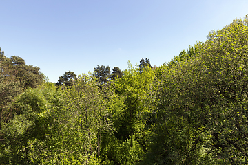 Image showing mixed trees in the forest