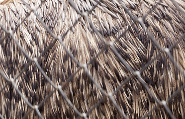 Image showing details of feather emus feathers