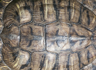 Image showing red-bellied turtle