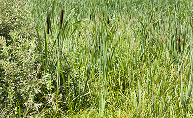 Image showing green grass