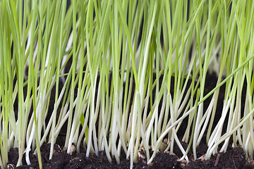 Image showing rows of new young wheat