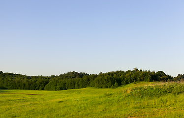 Image showing forest and individual trees