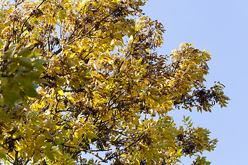 Image showing yellowed ash foliage