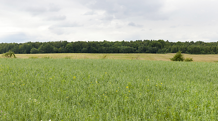 Image showing agricultural field