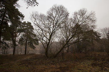 Image showing late autumn