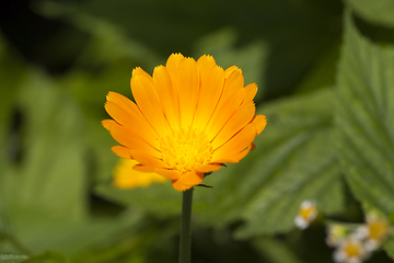 Image showing flower of calendula