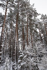 Image showing forest in winter