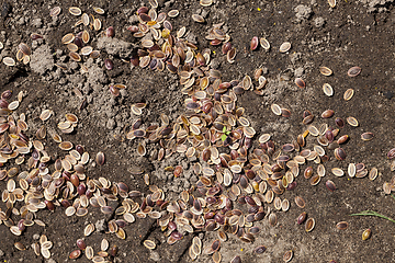 Image showing ripe brown dill seeds