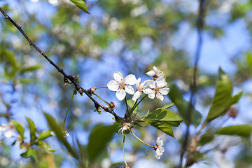 Image showing thin branches of cherry