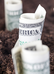 Image showing planted one-dollar bills