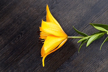 Image showing orange lily