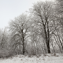 Image showing Photographed winter forest