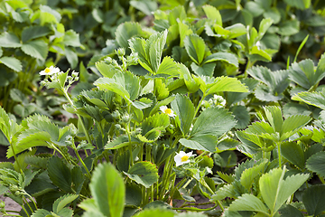 Image showing strawberry bloom leaf field