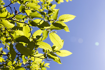 Image showing natural tree foliage