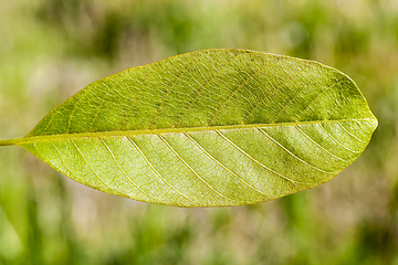 Image showing Spring sheet