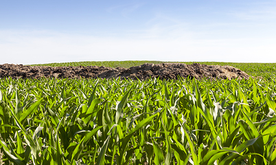 Image showing heap of manure