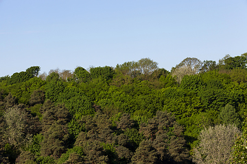 Image showing mixed forest