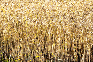 Image showing yellow dry rye