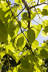 Image showing natural tree foliage