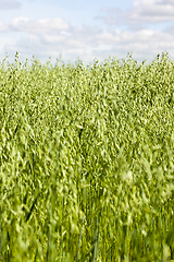 Image showing oat green unripe