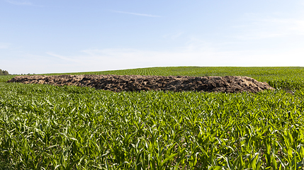 Image showing heap of manure