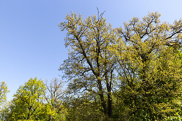 Image showing deciduous trees