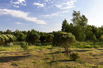 Image showing tree park mowing grass