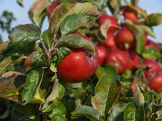 Image showing Red apple