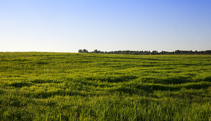 Image showing green grass