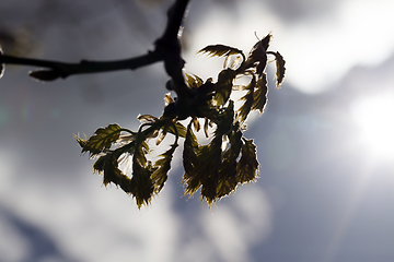 Image showing blossoming buds