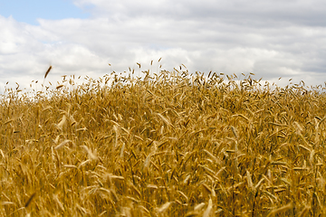 Image showing field with rye