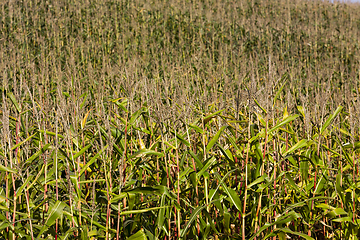 Image showing yellow-green stalks of corn