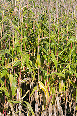 Image showing closeup of corn stalks