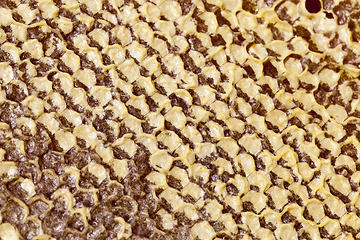 Image showing hexagonal form honeycomb