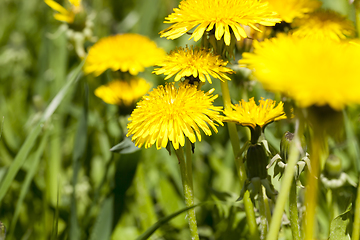 Image showing group of yellow dandelions