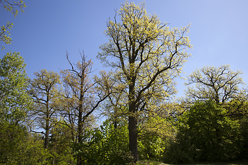 Image showing deciduous trees