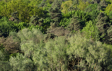 Image showing mixed forest