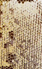 Image showing hexagonal form honeycomb