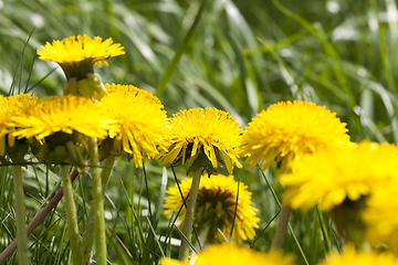 Image showing group of yellow dandelions