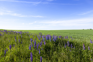 Image showing summer landscape